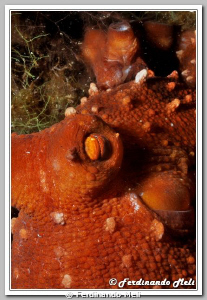 Octopus macropus look inside my lens. by Ferdinando Meli 